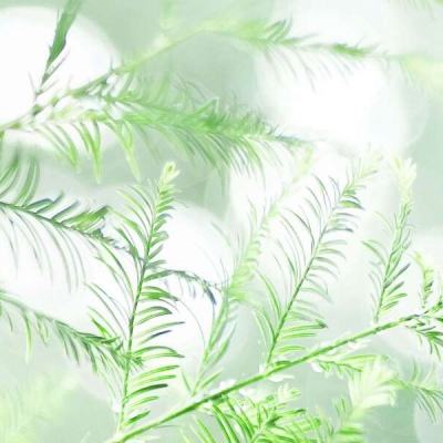 洛奇亚传说手游官方